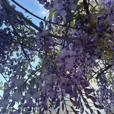 Alena 3* Živogošće